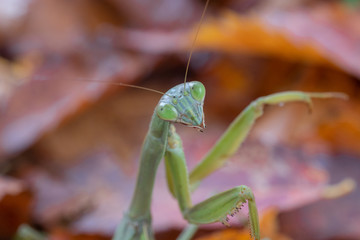 秋のオオカマキリ