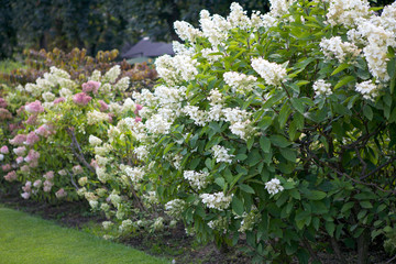 Bushes of white lilac in the summer garden. Paris.