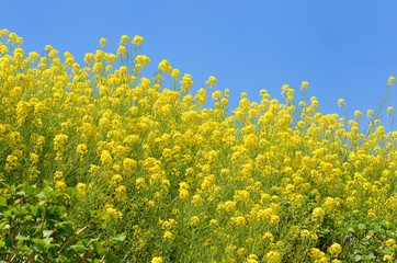 菜の花