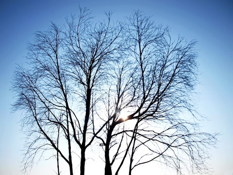 Silhouettes of dead trees outdoors. The structure of tree branches against a background of beautiful blue sky with glare of the summer sun in the morning. Selective focus
