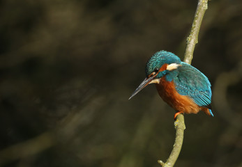 A stunning hunting Kingfisher, Alcedo atthis, perching on a twig that is growing over a river. It has been diving into the water catching fish to eat.