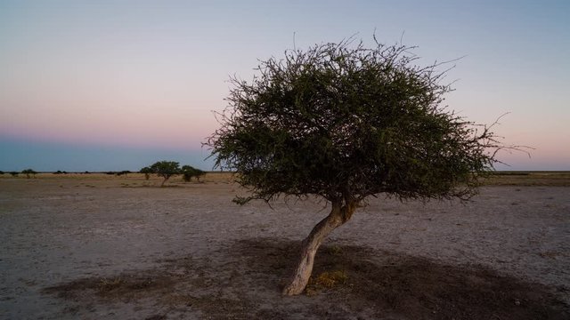 Static late afternoon day-to-night timelapse of dry desolate landscape with wild antelope roaming free and Shepherds tree in foreground, while night falls to darkness with Milky Way, Botswana, Africa.