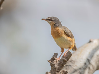 This is one of my favorite bird in Africa, and also one of the smallest.  Lake Baringo, Kenya.