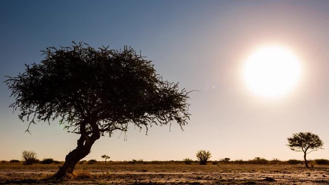 Static daytime timelapse of silhouette Shepherds tree, open African landscape while sun sets on horizon with sun flare in wilderness safari conservation park, Botswana.