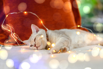 British shorthair kitten silver color Was sleepy and almost asleep on a bed decorated with many small lights, creating a beautiful bokeh in the Christmas concept.