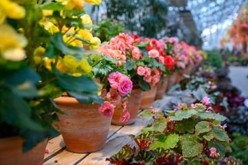 Roses on the shelf in Begonia Garden is a glasshouse in the garden of Nabana no Sato with many colorful flowers, This is popular with tourists in Nagoya, Japan.