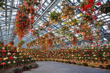 Begonia Garden is a glasshouse in the garden of Nabana no Sato with many colorful flowers, This is...
