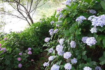 池の畔の紫陽花