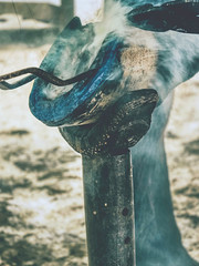 Burning hoof. Farrier placing hot horseshoe