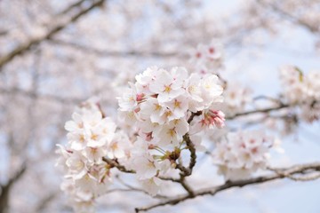 Cherry tree in bloom in spring