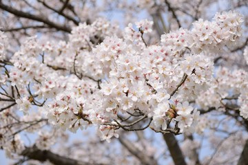 Cherry tree in bloom in spring