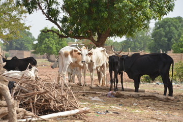 Obraz premium l'élevage en campagne 