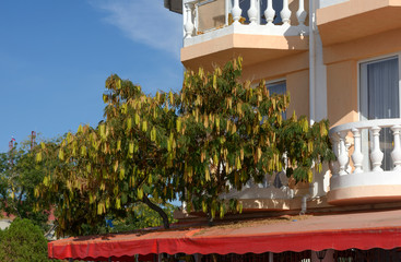 Lenkoran acacia with many pods bellow balcony above sunshade.