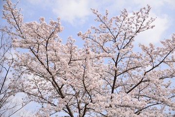 Cherry tree in bloom in spring