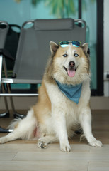 Large brown color mixed breed dog lying on the floor with blue sunglass