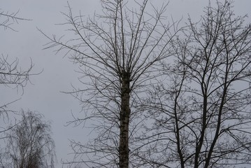 bare trees against a cloudy sky, Moscow