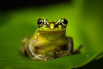 Beautiful green frog sitting and hiding on a leaf. Portrait of amazing animal, amphibian. Calmly sitting. Rain forest animal in its world. Colorful, wet and warm.