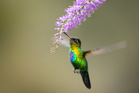 Amazing hummingbird tasting the flower in the afternoon light. So gorgeous, so tiny, so fast. Almost unreal. Typical bird of Central America, Costa Rica. Pure natural treasure.