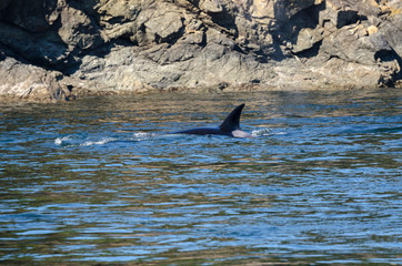 killer whales on the coasts of Vancouver island in Canada
