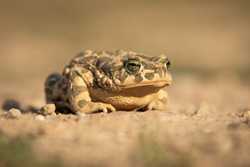 Portrait of a frog sitting calmly in warm and pleasant evening light. Typical nature surroundings, warm tones.