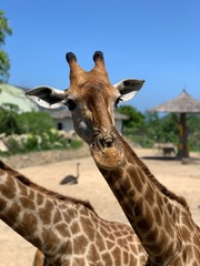 portrait of giraffe
