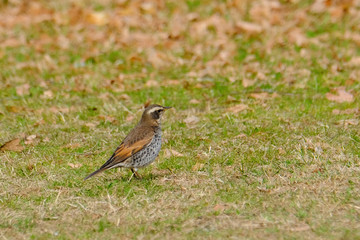 dusky thrush