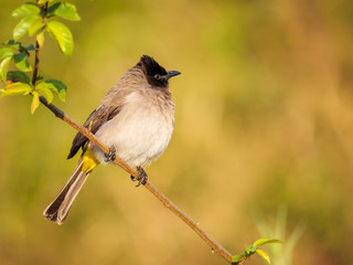 Common bulbul, black-eyed bulbul or  brown bulbul (Pycnonotus barbatus). Mpumalanga. South Africa.