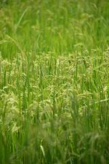 le rzi de qualité vient du Burkina 