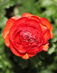 red rose in garden