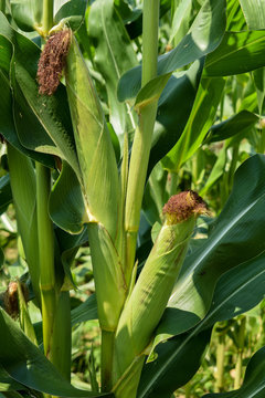 corn field. Corn is still green. A beautiful July day in Europe.