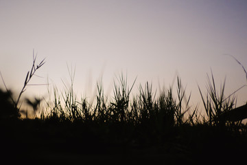 silhouette grass plant in sunset time, space for text, with selective focus