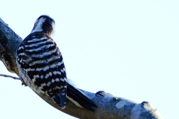 japanese pigmy woodpecker on branch