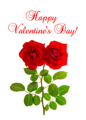Happy Valentines Day Red roses white background