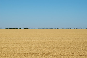 a field full of yellow wheat. A blue sky and a green forest in the distance