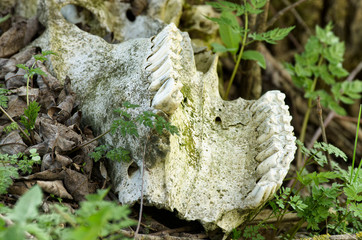 Remains of an animal in the form of an old jaw with teeth on the ground with green grass