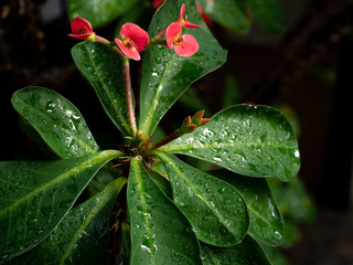 温室の赤い小さな花　ハナキリン