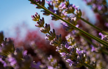 Lavender in spring