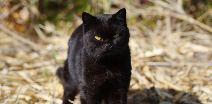 カワイイ黒猫