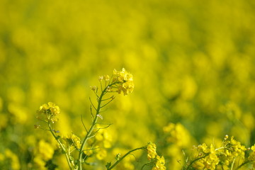 Obraz premium 菜の花畑