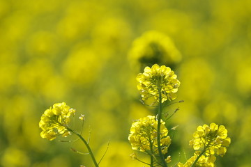 Obraz premium 菜の花畑