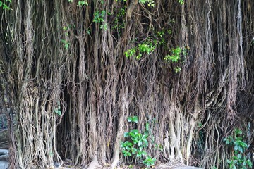 Dense jungle vines abstract horizontal nature texture