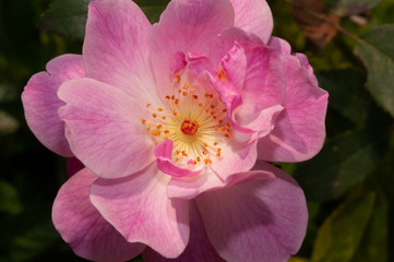 pink flower in garden