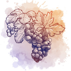 Grapes cluster with leaves. linear drawing isolated on watercolor textured background. EPS10 vector illustration