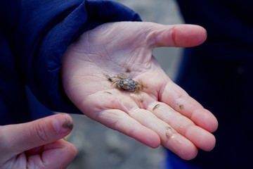 Person displaying a baby crab in their hand