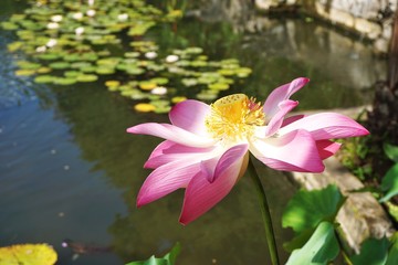 Blooming pink lotus flower in foreground with trail of floating green lily pads in background