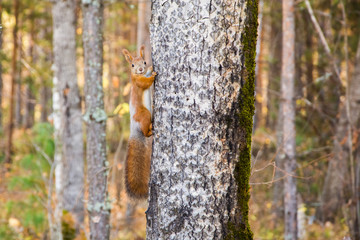 Redhead squirrel on an aspen trunk