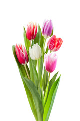 Spring tulip flowers isolated