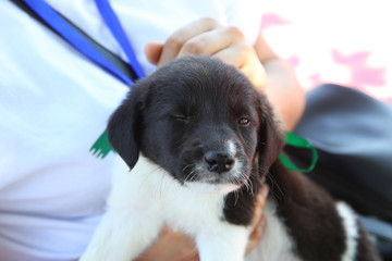 Lifestyle photo.pretty young smiling woman holding her small dog . A small black-and-white dog...