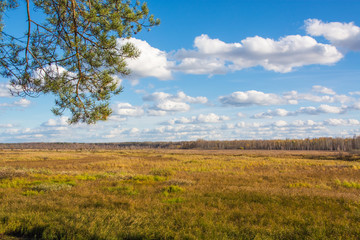 Fototapeta premium Large field with dry grass. Autumn landscape.
