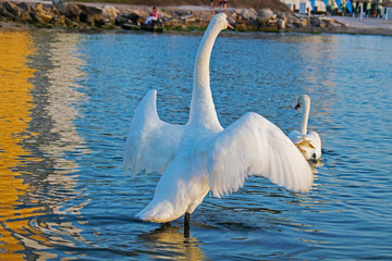 Fototapete bei efototapeten.de bestellen   